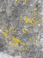 Candelariella efflorescens