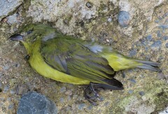 Euphonia laniirostris