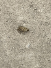 Pristimantis unistrigatus