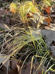 Carex pensylvanica