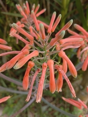 Aloe maculata