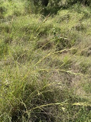 Themeda triandra