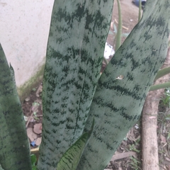 Sansevieria