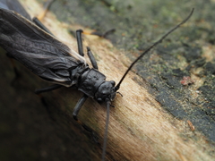 Austroperla cyrene