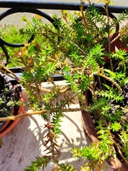 Portulaca grandiflora