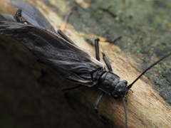 Austroperla cyrene