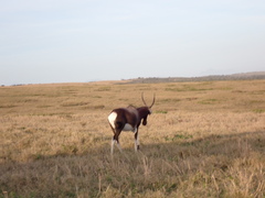 Damaliscus pygargus pygargus