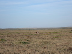 Damaliscus pygargus pygargus