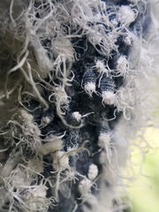 Prociphilus tessellatus