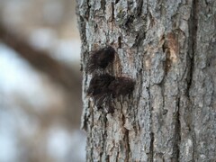 Stemonitis