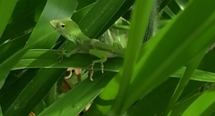 Anolis biporcatus