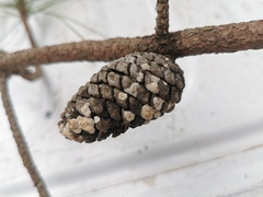 Pinus teocote