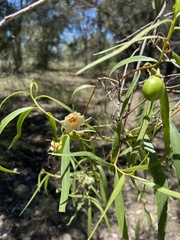Santalum lanceolatum