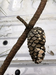 Pinus teocote