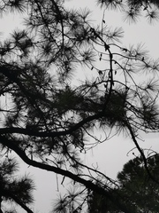 Pinus teocote