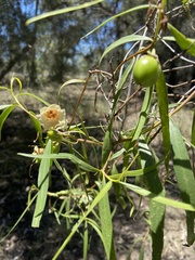 Santalum lanceolatum