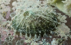 Diodora cayenensis