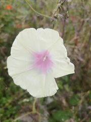 Ipomoea aquatica