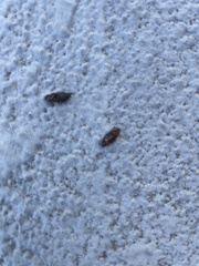 Rattus rattus