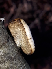 Lentinus brumalis