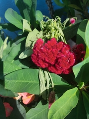 Celosia argentea
