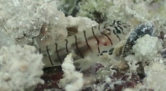 Tigrigobius macrodon