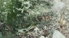 Tigrigobius macrodon