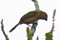 Cyanoloxia brissonii