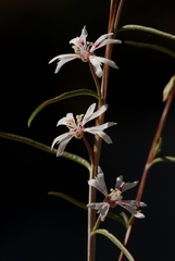 Clarkia xantiana parviflora