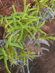 Gleicheniaceae