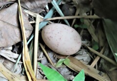 Nyctidromus albicollis