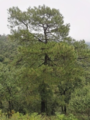Pinus teocote