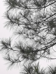 Pinus teocote