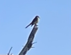 Tyrannidae