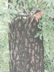 Pinus teocote