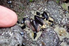 Xenostrobus neozelanicus