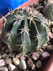 Melocactus