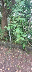 Piper auritum
