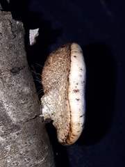 Lentinus brumalis