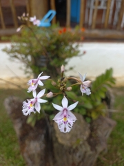 Epidendrum calanthum