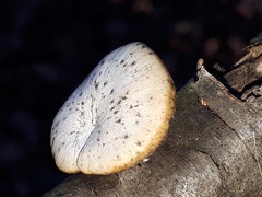 Lentinus brumalis