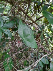 Passiflora megacoriacea image