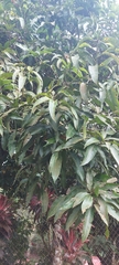 Mangifera