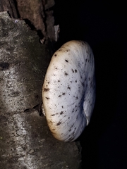 Lentinus brumalis