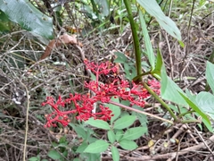 Cissus erosa