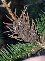 Adelges abietis