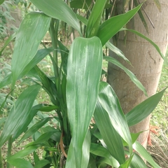 Calamus formosanus