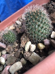 Mammillaria beneckei