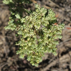 Euphorbia falcata