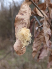Neuroterus laurifoliae